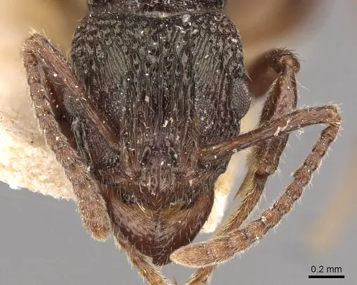 Rhytidoponera victoriae - CASENT0907167