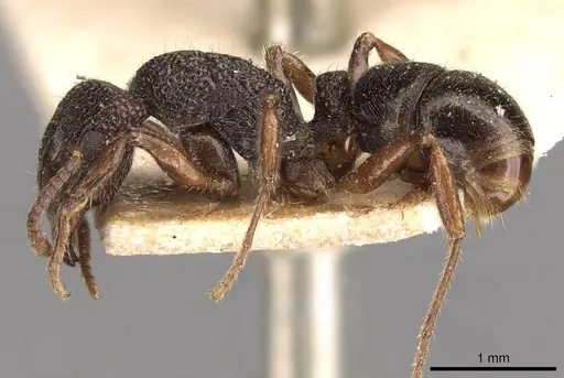 Rhytidoponera victoriae - CASENT0907167