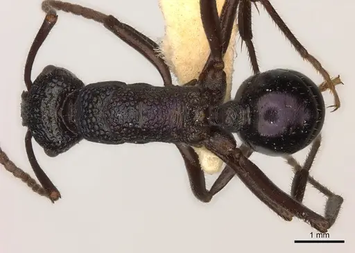 Rhytidoponera violacea specimen