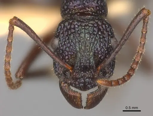 Rhytidoponera violacea specimen