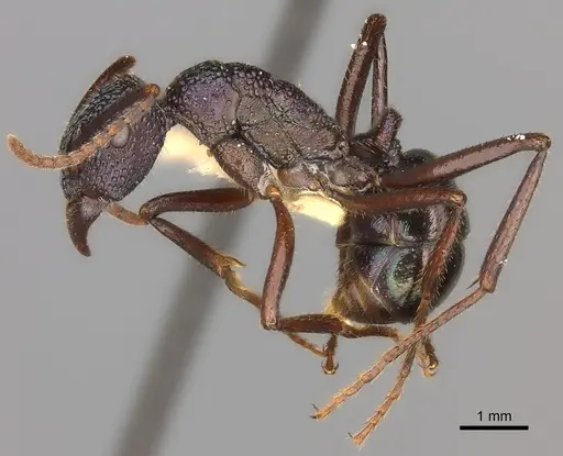 Rhytidoponera violacea specimen