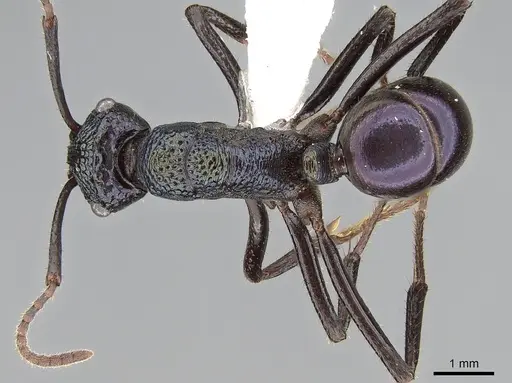 Rhytidoponera violacea - CASENT0281288