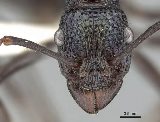 Rhytidoponera violacea - CASENT0281288