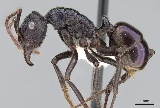 Rhytidoponera violacea - CASENT0281288
