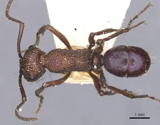 Rhytidoponera violacea - CASENT0907137