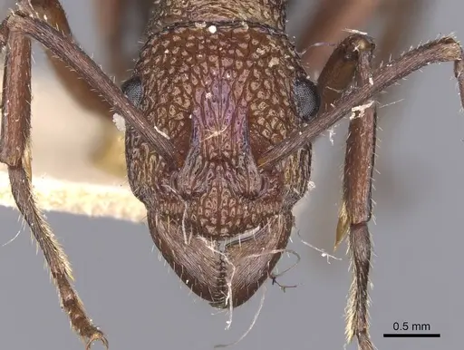 Rhytidoponera violacea - CASENT0907137