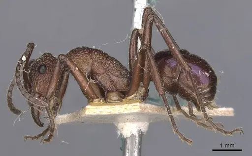 Rhytidoponera violacea - CASENT0907137