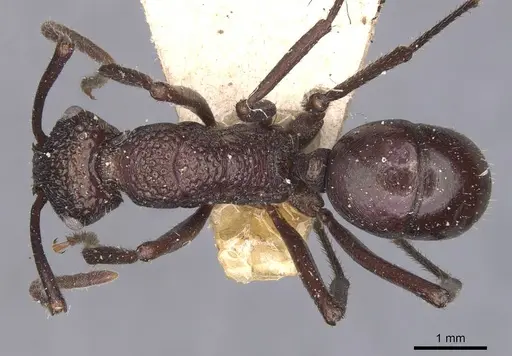 Rhytidoponera violacea - CASENT0907141