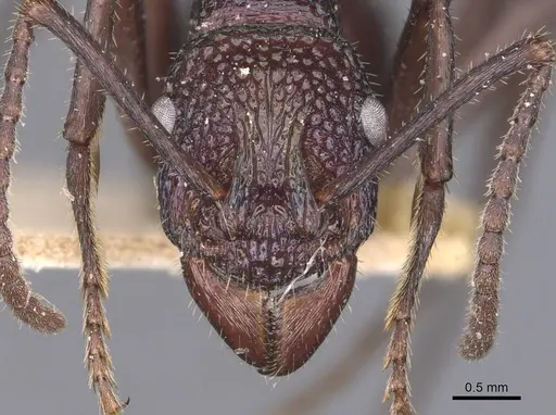 Rhytidoponera violacea - CASENT0907141