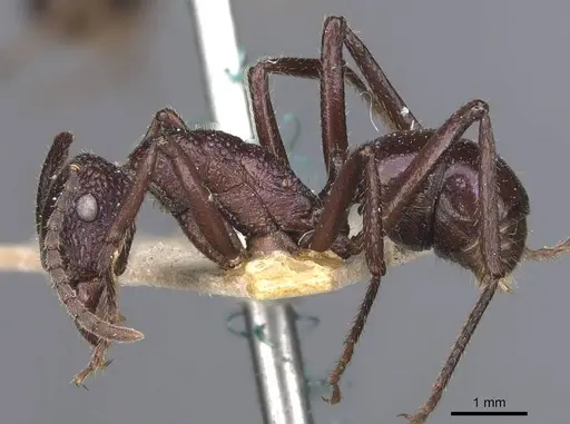 Rhytidoponera violacea - CASENT0907141