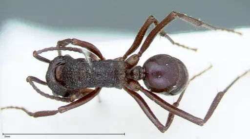 Rhytidoponera violacea - FOCOL0034
