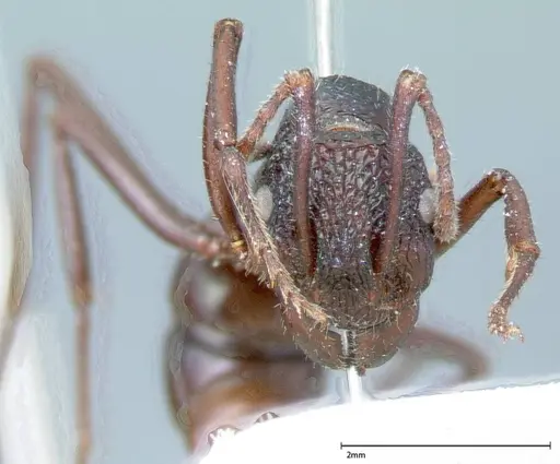 Rhytidoponera violacea - FOCOL0034