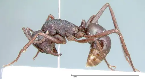 Rhytidoponera violacea - FOCOL0034