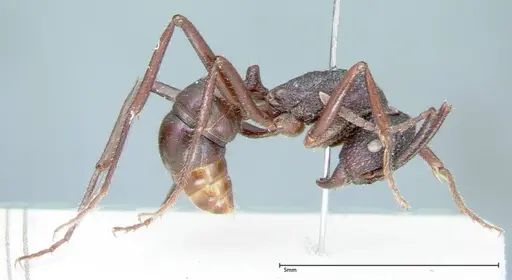 Rhytidoponera violacea - FOCOL0034