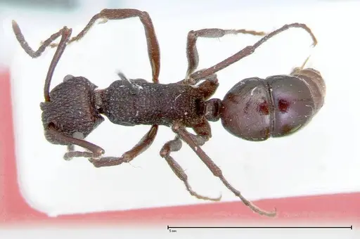 Rhytidoponera violacea - FOCOL0035