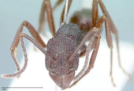 Rhytidoponera violacea - FOCOL0035