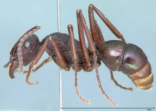 Rhytidoponera violacea - FOCOL0035