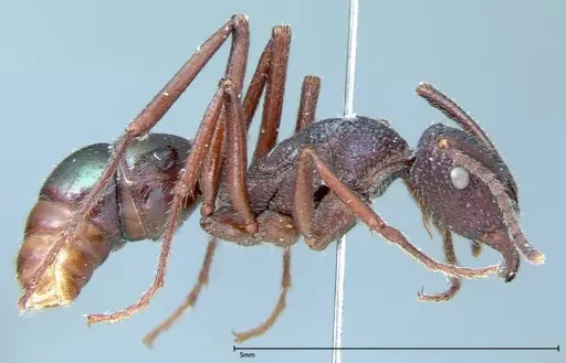 Rhytidoponera violacea - FOCOL0035