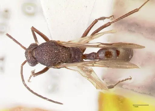 Rhytidoponera violacea - FOCOL0884