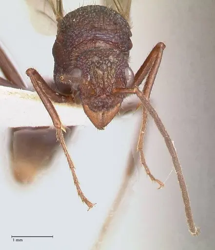 Rhytidoponera violacea - FOCOL0884