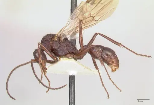 Rhytidoponera violacea - FOCOL0884