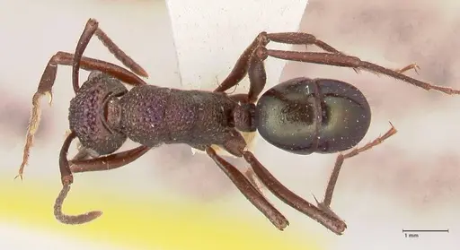 Rhytidoponera violacea - FOCOL0885