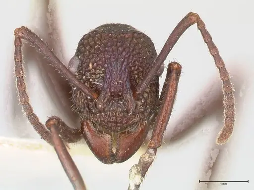 Rhytidoponera violacea - FOCOL0885