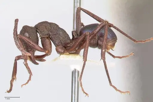 Rhytidoponera violacea - FOCOL0885