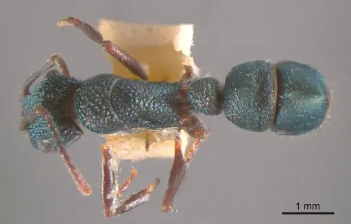 Rhytidoponera viridis specimen