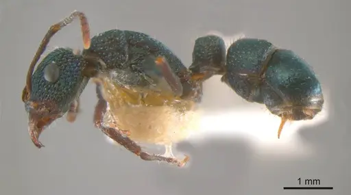 Rhytidoponera viridis specimen