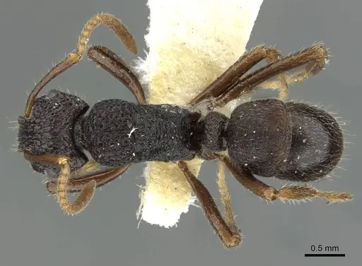 Rhytidoponera wilsoni specimen