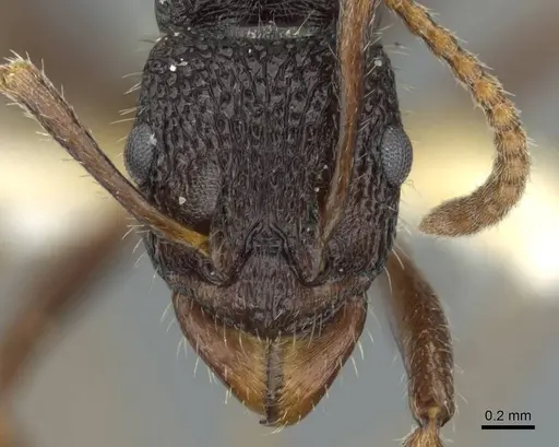 Rhytidoponera wilsoni specimen