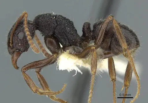 Rhytidoponera wilsoni specimen