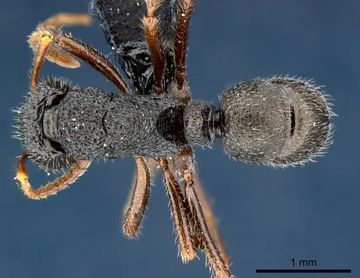 Rhytidoponera wilsoni - CSIRONC0121