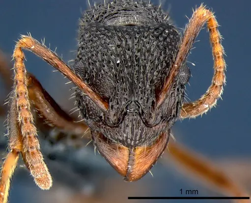 Rhytidoponera wilsoni - CSIRONC0121