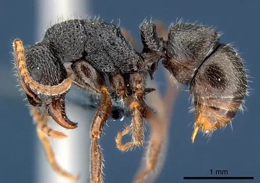 Rhytidoponera wilsoni - CSIRONC0121