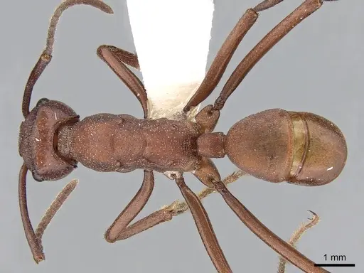 Rhytidoponera yorkensis specimen