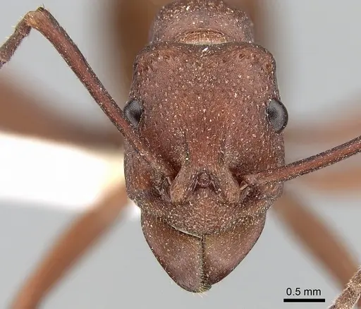 Rhytidoponera yorkensis specimen