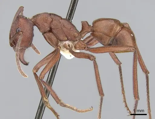 Rhytidoponera yorkensis specimen
