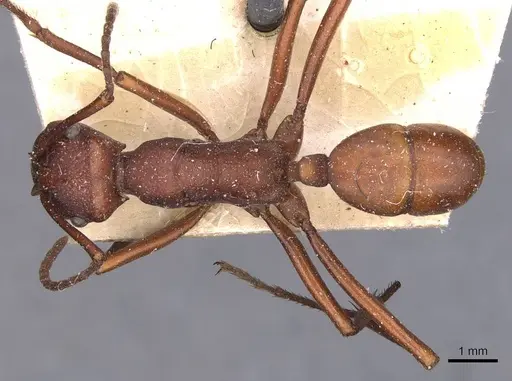 Rhytidoponera yorkensis - CASENT0907136