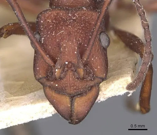 Rhytidoponera yorkensis - CASENT0907136