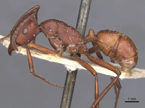 Rhytidoponera yorkensis - CASENT0907136