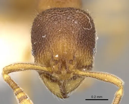 Rogeria besucheti specimen