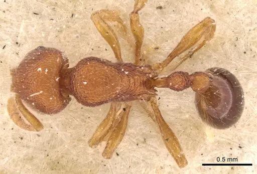 Rogeria blanda specimen