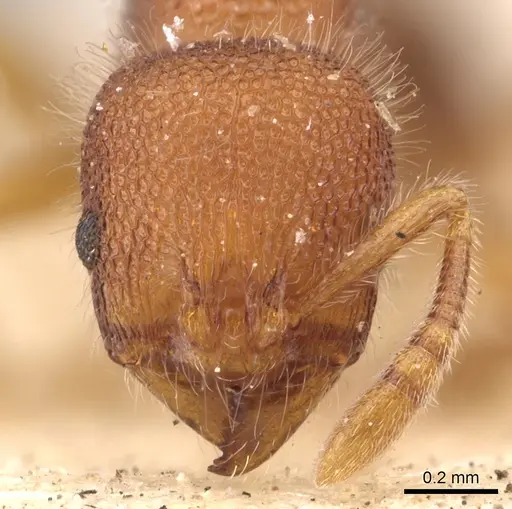 Rogeria blanda specimen