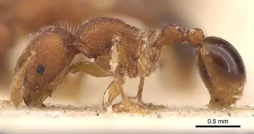 Rogeria blanda specimen