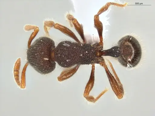 Rogeria blanda - ECOFOG-GAL18-0150-20