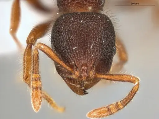 Rogeria blanda - ECOFOG-GAL18-0150-20