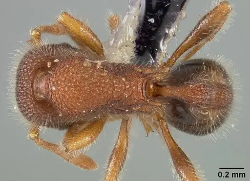 Rogeria blanda - USNMENT00446174