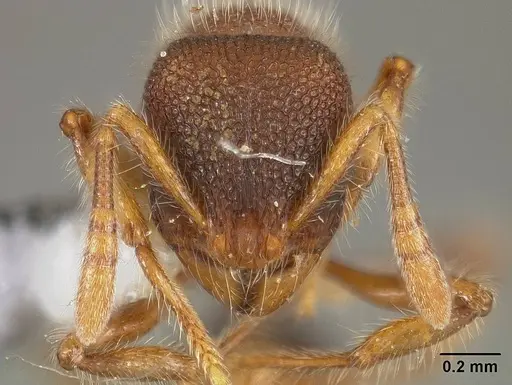 Rogeria blanda - USNMENT00446174